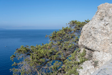cantilever maritime pines on cliffs at Cala Grande cove, Argentario, Italy - obrazy, fototapety, plakaty