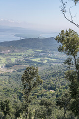 golf course and olive tree cultivation, Monte Argentario, Italy