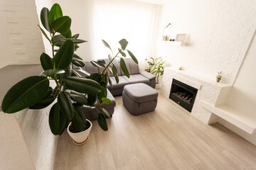 large green ficus in a pot on the floor