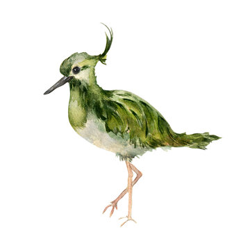 Watercolor illustration of Northern lapwing isolated on white. Peewit or pewit (Vanellus vanellus) hand drawn. Painted bird with tuft. Design element for card, spring composition