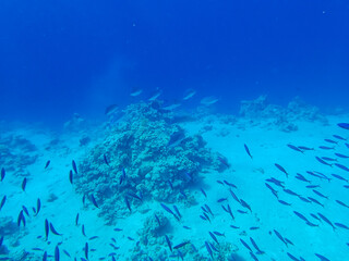 Fototapeta na wymiar A school of fish in the expanses of the coral reef of the Red Sea
