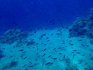 A school of fish in the expanses of the coral reef of the Red Sea