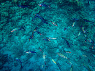 A school of fish in the expanses of the coral reef of the Red Sea