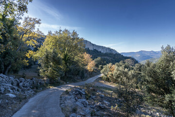 sunrise in the forest of oaks and holm oaks in Castellon, spain