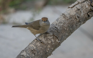 female eurasian blackcap in the branch	