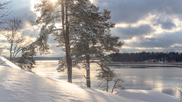 Northern Pine Trees In The Sun