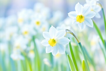 Exquisite Narcissus Blooms. Captivating Graceful Upward Movement in Delicate Hues