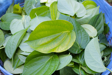 Green leaves of betel plant