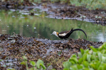 The pheasant-tailed jacana is a bird species from the jacana family found in Asia. Jacanas are a group of plovers that live in shallow lakes and can walk through lake vegetation with their large feet.