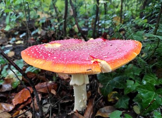 Poisonous fly agaric mushroom, general plan, growing in the forest.