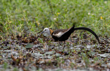 The pheasant-tailed jacana is a bird species from the jacana family found in Asia. Jacanas are a group of plovers that live in shallow lakes and can walk through lake vegetation with their large feet.