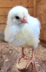 Baby chicken on a farm close up.