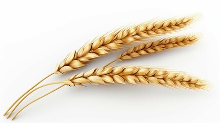 An ear of wheat isolated on transparent or white background