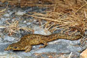 Iberian ribbed newt // Spanischer Rippenmolch (Pleurodeles waltl) - Murcia, Spain