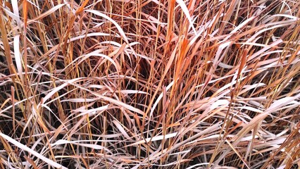 Background of yellow dry grass.