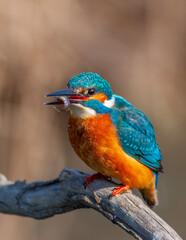 colorful bird spying on its prey on dry branch,Common Kingfisher, Alcedo atthis