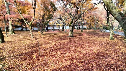 Tofukuji, temple, autumn, maple, Kyoto, Japan