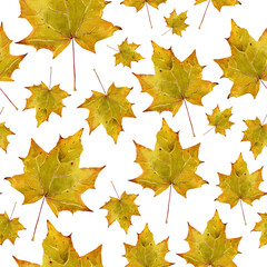 Forest pattern from autumn dry leaves. Maple Leaf. Watercolor illustration for design of textiles, covers, ceramics. White background.