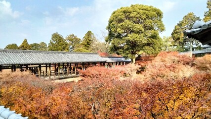 Fototapeta na wymiar Tofukuji, temple, autumn, maple, Kyoto, Japan