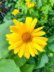 False sunflower