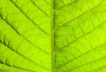 Light green leaf of tobacco, close-up.
