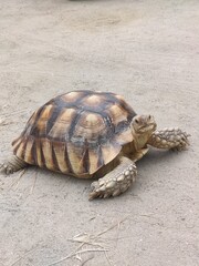 Turtle centrochelys sulcata on the sand