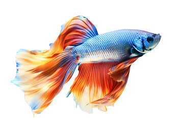 Fototapeta premium beautiful colorful betta fish isolated transparent background. generative ai
