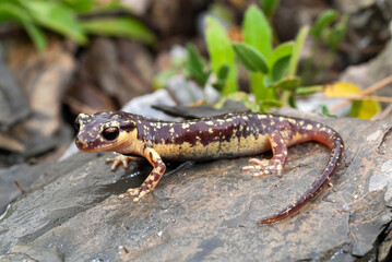 Karpathos-Salamander - Weibchen // female of the Karpathos salamander (Lyciasalamandra helverseni) - Insel Karpathos, Griechenland