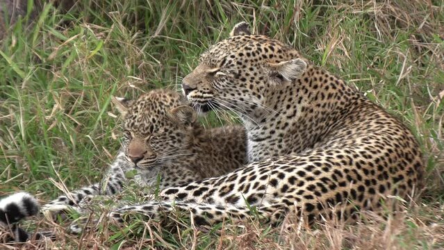 A leopardess is grooming her cub in the savannah grass. Close up shot.
