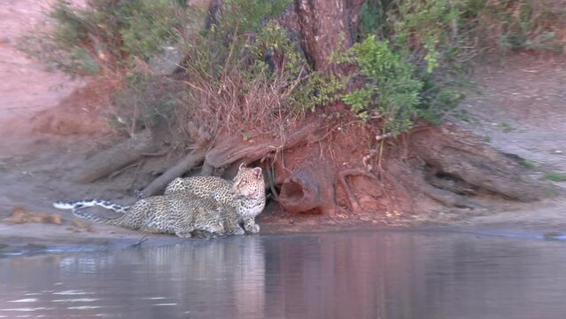 A leopard with cubs quench their thirst at a watering hole. Close up shot.