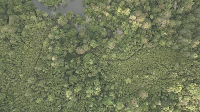 Drone View Top Down Green Water Tropical Wet Swamp