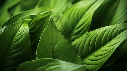 Macro View of Green Cigar Flower Leaves