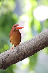 The ruddy kingfisher (Halcyon coromanda) is a medium-sized tree kingfisher, widely distributed in east and southeast Asia. This photo was taken in Java island(Halcyon coromanda minor).