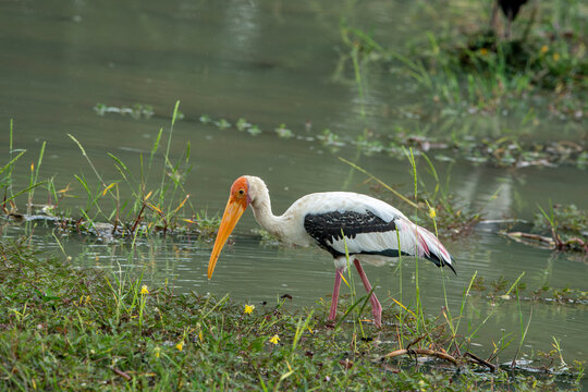The painted stork is a large bird species from the stork family. Found in the wetlands of the tropical Asian lowlands south of the Himalayas in the Indian subcontinent