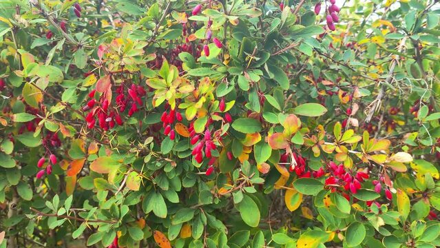 Ripe red hawthorn seeds on a green bush, medicinal antioxidant