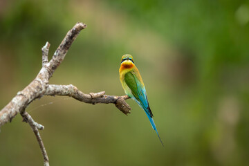 The Asian green bee-eater, also known as the little green bee-eater and green bee-eater in Sri Lanka, is a passerine bird in the bee-eater family.