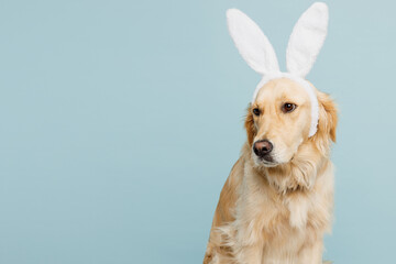 Adorable purebred golden retriever Labrador dog wear rabbit bunny ears isolated on plain pastel...