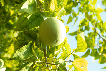 Green bael fruit, Aegle marmelos fruit on the tree, closeup of photo.