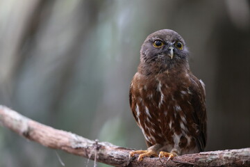 The brown boobook (Ninox scutulata), also known as the brown hawk-owl. This photo was taken in Java island, Indonesia(Ninox scutulata javanensis ).