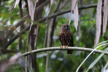 The brown boobook (Ninox scutulata), also known as the brown hawk-owl. This photo was taken in Java island, Indonesia(Ninox scutulata javanensis ).