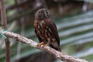 The brown boobook (Ninox scutulata), also known as the brown hawk-owl. This photo was taken in Java island, Indonesia(Ninox scutulata javanensis ).