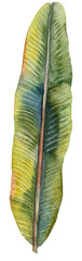 Variegated tropical leaf drawn in watercolor. Isolated from background. Banana leaf png