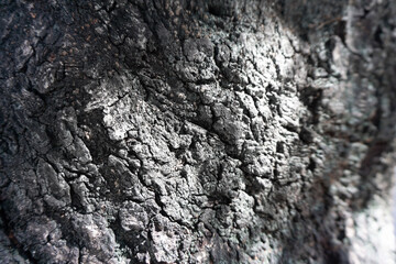 Close up old tree trunk. Trunk's surface look like stone. Grunge Texture. Nature texture background...