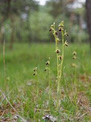 Kleine Spinnenragwurz, Ophrys araneola