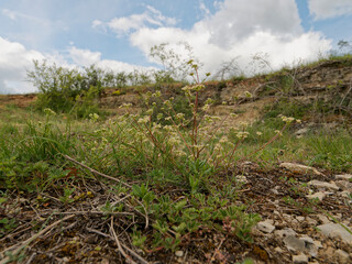 Blaugrüner Faserschirm, Trinia glauca