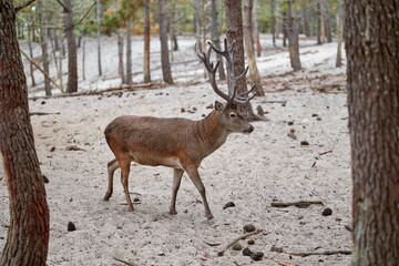 Deer walks through the forest alone