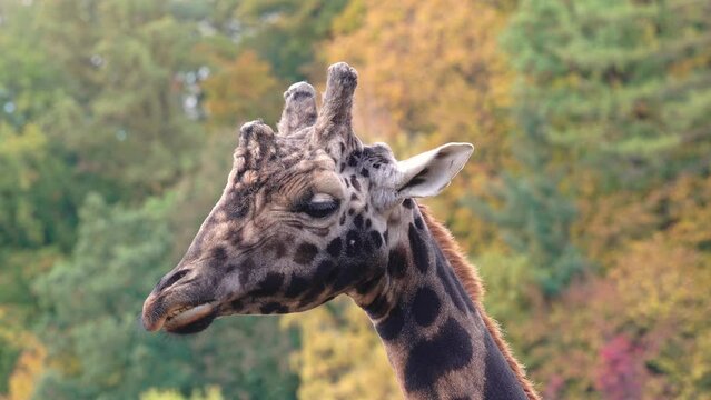 Reticulated giraffe, also known as the Somali giraffe and the autumn forest in the background