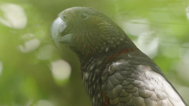 New Zealand Kaka Parrot On Tree In The Forest In Wellington, New Zealand. - closeup shot
