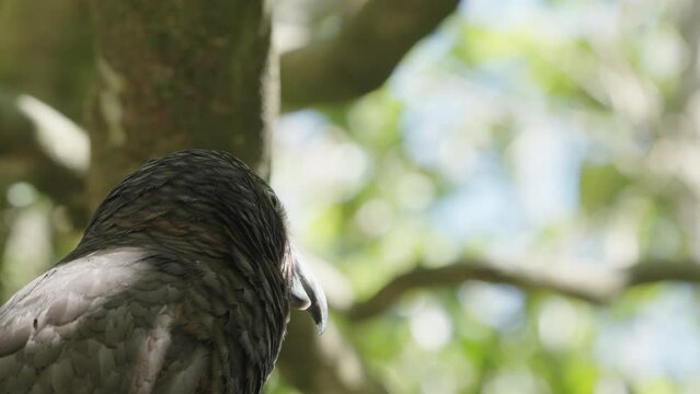 Closeup Of New Zealand Kaka Parrot Perched On Tree In The Forest.