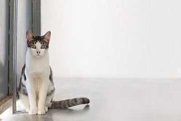 Young domestic cat pet 7 months old. Adorable white and gray kitten at home